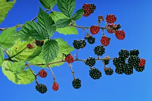 Brambles: BLACKBERRIES / Bramble - showing ripe and unripe berries