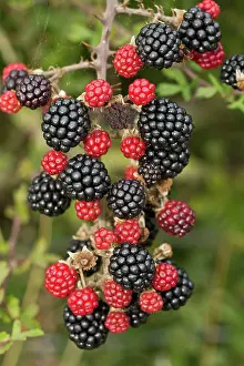Blackberries: Blackberries Dorset, UK