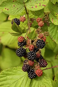 Blackberries: Blackberries in fruit