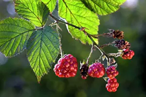 Blackberries: Blackberries - with leaves