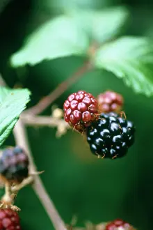 Brambles: Blackberry