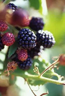 Ness: Blackberry