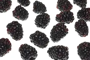 Brambles: Blackberry