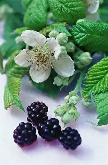 Brambles: Blackberry