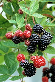 Ness: Blackberry