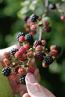 Brambles: Blackberry