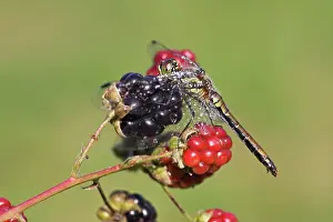 Bramble: Blackberry