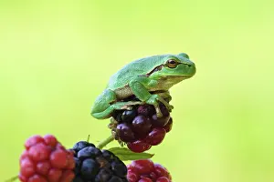 Bramble: Blackberry