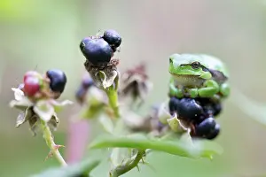 Bramble: Blackberry