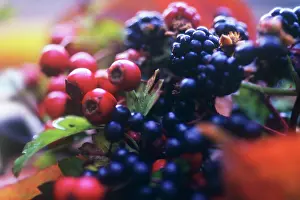 Bramble: Blackberry