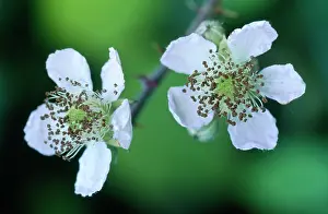 Brambles: BLACKBERRY Bramble - Flowers / blossom