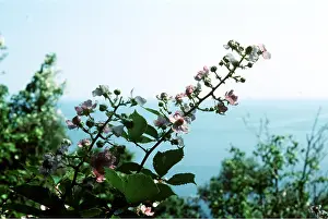 Bramble: Blackberry / Bramble Frond