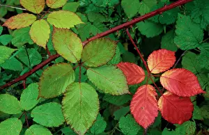 Bramble: Blackberry bramble shrub in autumn