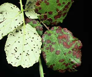 Fruticosus: Blackberry common rust