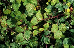 Fruticosus: Blackberry common rust