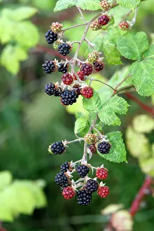 Blackberries: Blackberry - fruit on bush - edible
