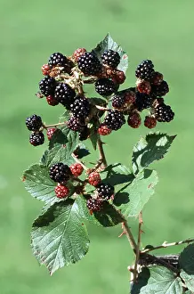 Blackberries: BLACKBERRY FRUITS
