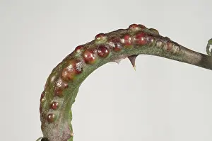 Bramble: Blackberry knot gall
