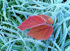 Blackberries: Blackberry leaf - in autumn colour amidst frost-covered