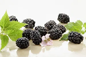 Bramble: Blackberry, Rubus cultivar. Several berries arranged