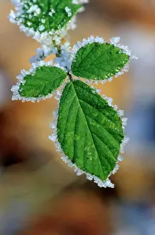 Fruticosus: Blackberry (Rubus fruticosus) leaf with blackberry