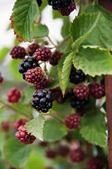 Loch: Blackberry, Rubus fruticosus Loch Tay, Berries