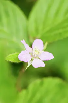 Bramble: Blackberry, Rubus laciniatus Chester flower, close up agai
