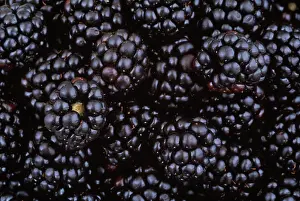 Bramble: Blackberry, wild