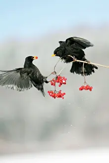 Guelder: Blackbird - 2 males fighting over Guelder Rose