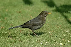 Merula: Blackbird