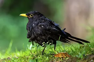 Blackbirds: BLACKBIRD