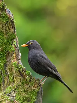 Turdus: Blackbird