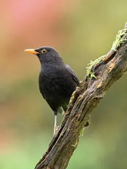 Turdus: Blackbird