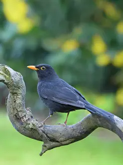 Turdus: Blackbird