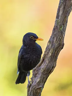 Turdus: Blackbird