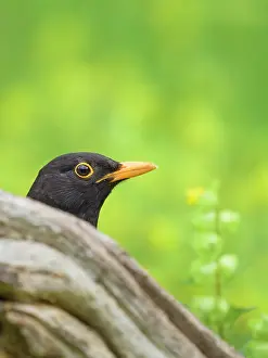 Turdus: Blackbird