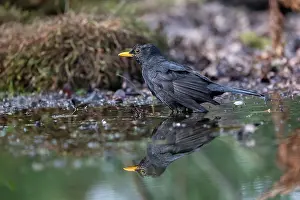 Bain: BLACKBIRD