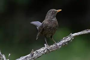 Adulte: BLACKBIRD