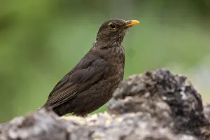 Passereau: BLACKBIRD