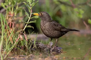 Passereau: BLACKBIRD