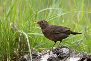 Passereau: BLACKBIRD