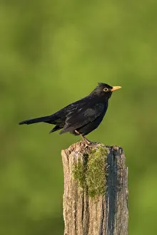 211220: Blackbird - adult male perched on post - Germany