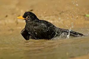 Puddles: Blackbird - bathing in rain puddle flapping it's wings