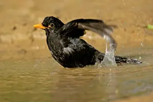 Puddles: Blackbird - bathing in rain puddle flapping it's wings