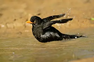 Puddles: Blackbird - bathing in a rain puddle flapping it's wings