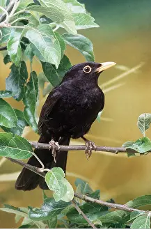 Blackbirds: BLACKBIRD - on branch
