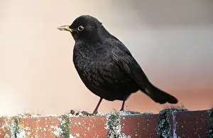 Walls: BLACKBIRD - on brick wall