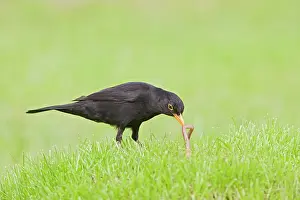 Pulling: Blackbird chick pulling worm