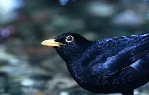 Blackbirds: BLACKBIRD - close-up