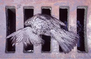 Roadkill: BLACKBIRD - dead bird in gutter